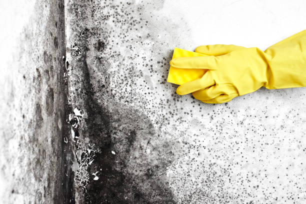 Best Emergency Mold Remediation  in Montague, CA